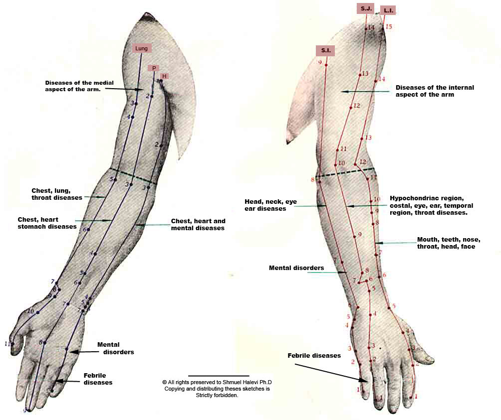 Acupuncture meridians on arm showing energy pathways